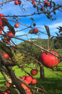 Pöbel-Most-Streuobstwiese-2